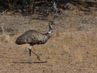 Emu - Emoe
