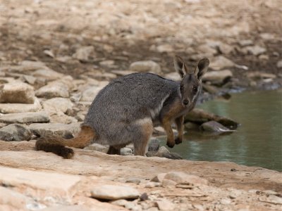 Yellow-footed Rock-Wallaby.jpg