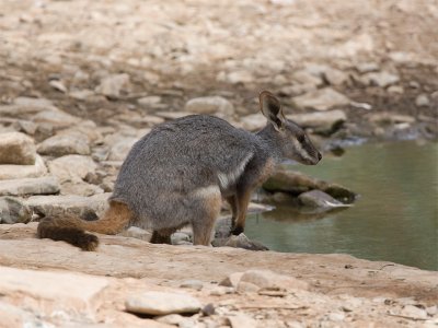 Yellow-footed Rock-Wallaby 2.jpg