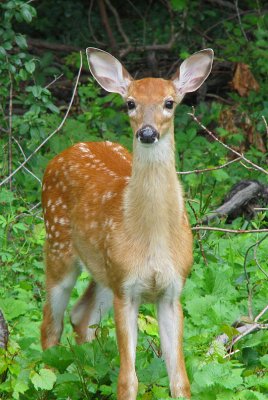 White-tailed Fawn