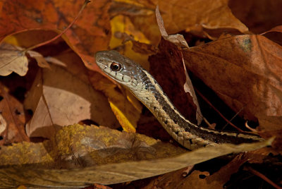 snake in Autumn Leaves