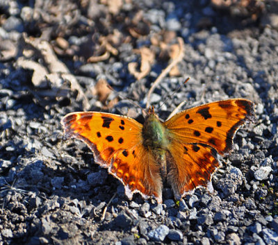 Eastern Comma Butterfly