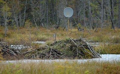 Modern Beavers, Adirondacks