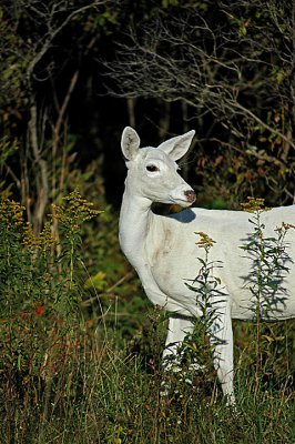 Seneca White Deer