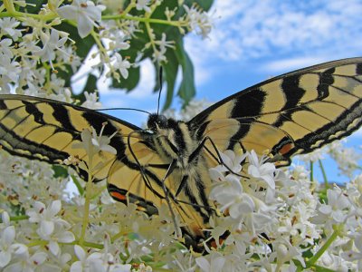 A Different View  ( Tiger Swallowtail )