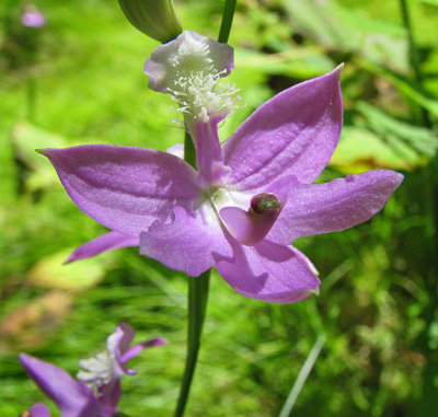 Grass Pink