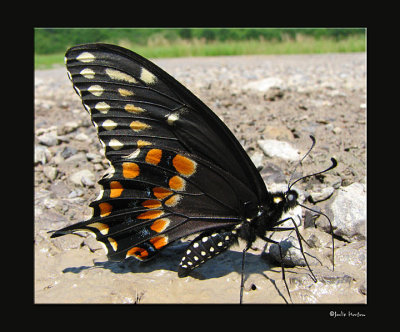 Black Swallowtail