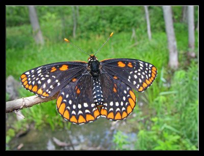 Baltimore Checkerspot