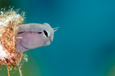 Peeping Blenny