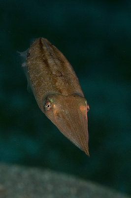 Cuttlefish