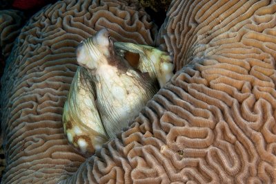 Day Octopus (Octopus Cyanea)