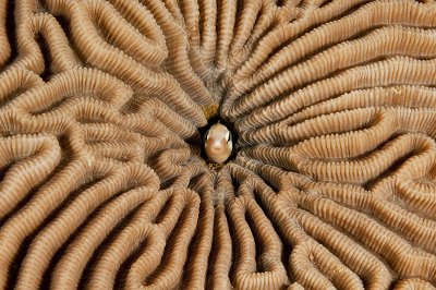 Peeping Blenny