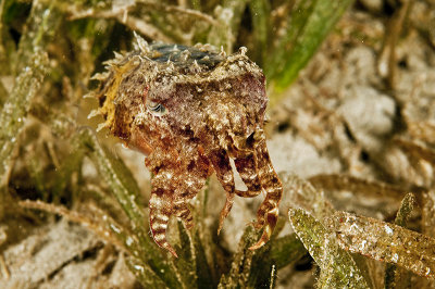 Cuttlefish