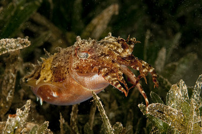 Cuttlefish