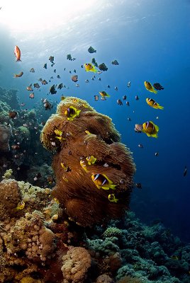 Red Sea Clownfish (Amphiprion bicinctus)