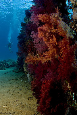 Sof corals and a diver