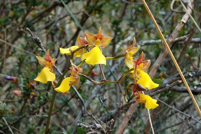 Orchids at the Inca trail