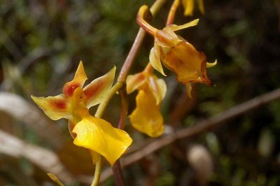 Orchids at the Inca trail