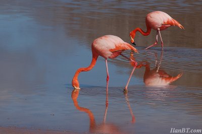 Pink flamingos