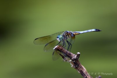 Dragonfly from a kayak pb.jpg