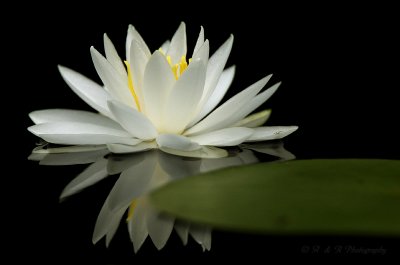 Water lilly from a kayak pb.jpg