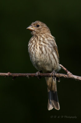 Song sparrow pb.jpg