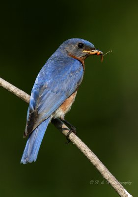 Male Eastern Bluebird pb.jpg