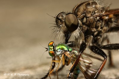 Robberfly pb.jpg