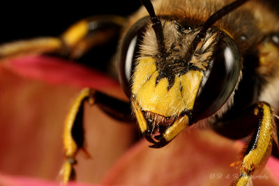 Bee 2 pb.jpg