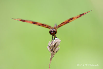 Dragonfly 2 pb.jpg