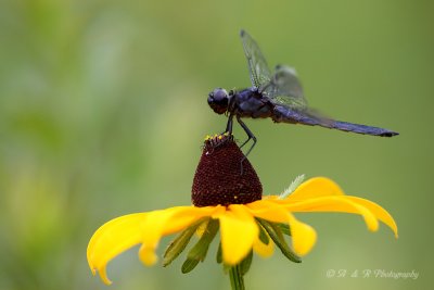 Dragonfly pb.jpg
