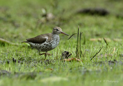 Spotted Sandpiper 2.jpg