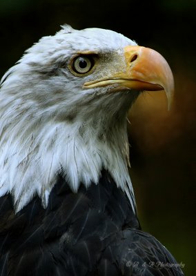 Bald Eagle pb.jpg