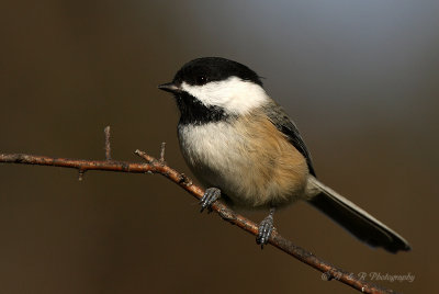 Black- Capped Chickadee 2 pb.jpg