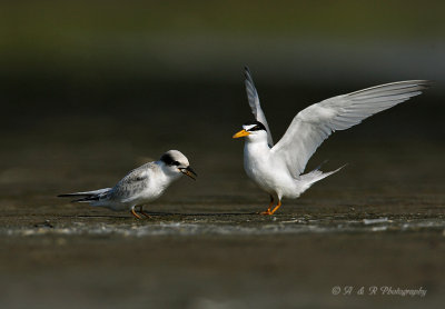 Least terns pb.jpg