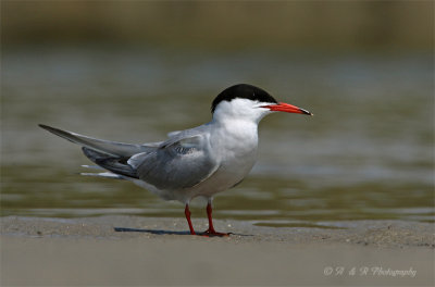Common Tern pb.jpg