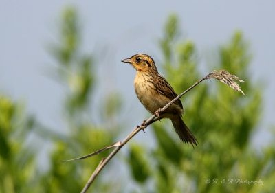 Saltmarsh Sharp-tailed Sparrow pb.jpg