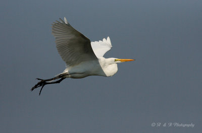 Great Egret pb.jpg