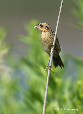 Saltmarsh Sharp-tailed Sparrow 2 pb.jpg