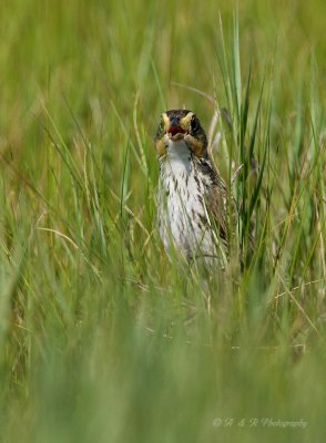 Saltmarsh Sharp-tailed Sparrow 3 pb.jpg