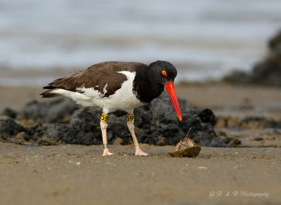 Oyster Catcher with horseshoe crab pb.jpg