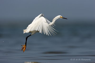 Snowy Egret 3 pb.jpg