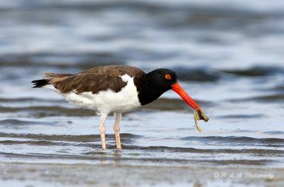 Oyster Catcher pb.jpg