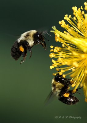 Bees with pollen pb.jpg