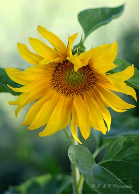 Sunflower 2 with 90mm tilt-shift pb.jpg