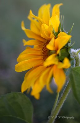 Sunflower with 90mm tilt-shift pb.jpg