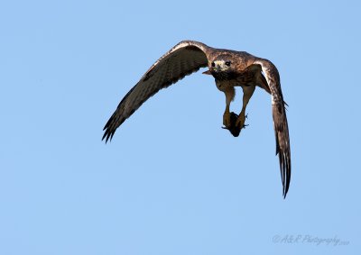 Redtail hawk with prey pb.jpg