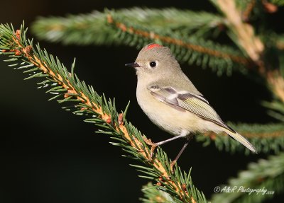 Ruby Crowned Kinglet pb.jpg