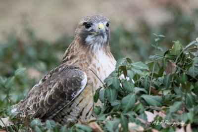 Red Tail Hawk 2 pb.jpg