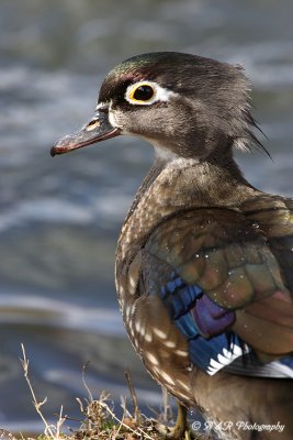 female wood duck pb.jpg